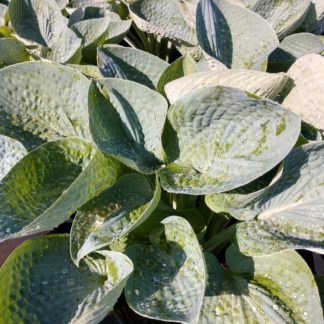 Close-up of large, bluish-green leaves