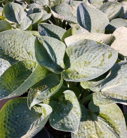 Close-up of large, bluish-green leaves