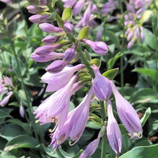 Close-up of spike-like, purple flowers