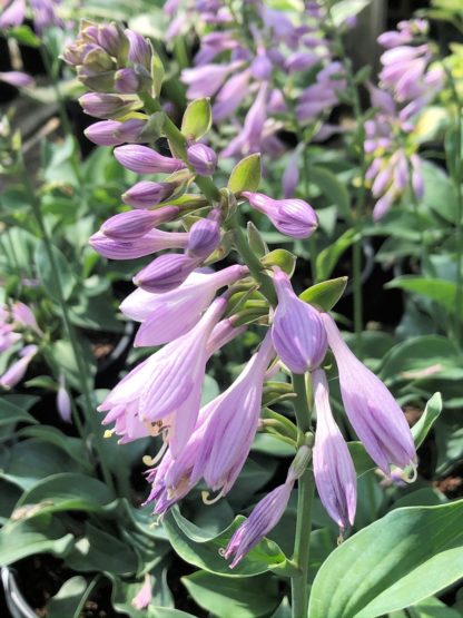 Close-up of spike-like, purple flowers