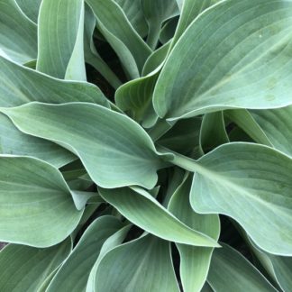 Close-up of large, bluish-green leaves