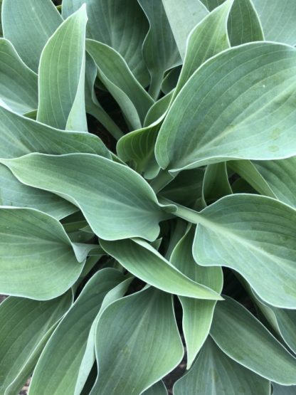 Close-up of large, bluish-green leaves