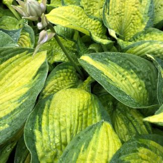 Close-up of yellow and green variegated leaves with flower bud on long stem