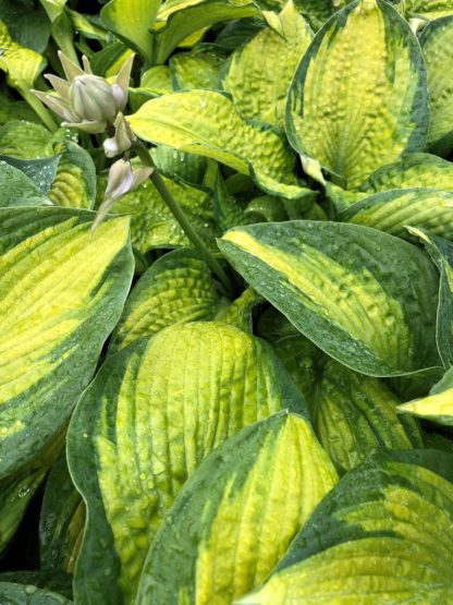 Close-up of yellow and green variegated leaves with flower bud on long stem