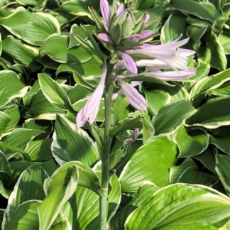 Close-up of green and white variegated leaves and tall light-purple flower