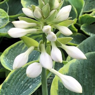 Close-up of upright white flower surrounded by dark green leaves edged with light green