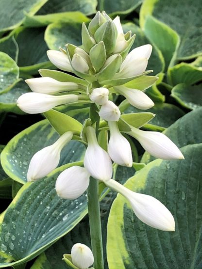 Close-up of upright white flower surrounded by dark green leaves edged with light green