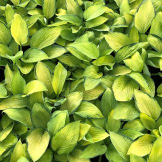 Close-up of yellow and green variegated leaves