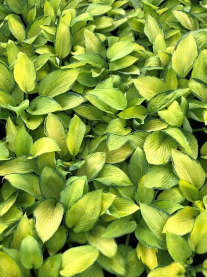 Close-up of yellow and green variegated leaves