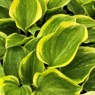 Close-up of yellow and green variegated leaves
