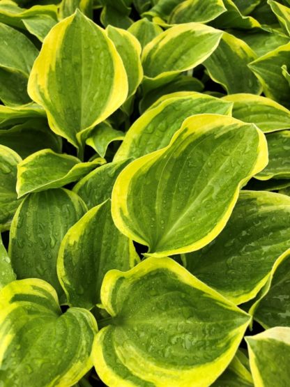 Close-up of yellow and green variegated leaves