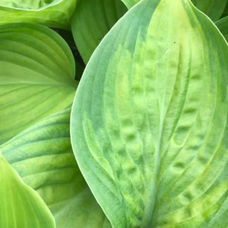 Close-up of large green leaves