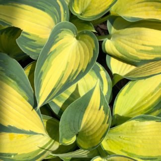 Close-up of yellow and green variegated leaves