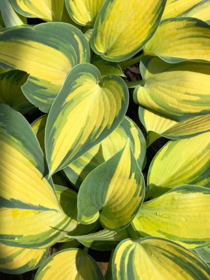 Close-up of yellow and green variegated leaves