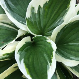 Close-up of green and white variegated leaves
