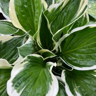 Close-up of green and white variegated leaves