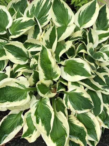 Close-up of green and white variegated leaves