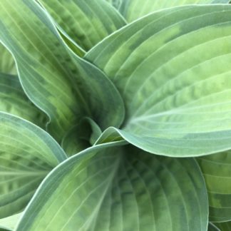 Close-up of large bluish-green leaves