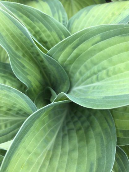 Close-up of large bluish-green leaves