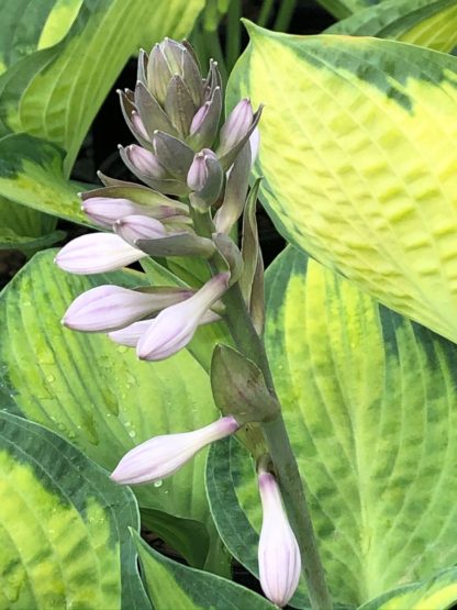 Large leaves with green and yellow variegation and spike-like, purplish flower