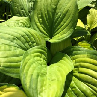 Close-up of large green leaves
