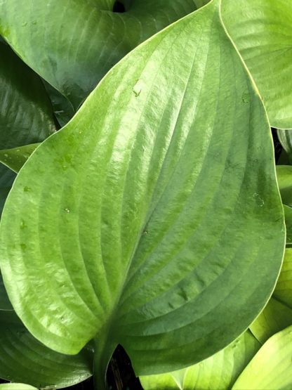 Close-up of large green leaves