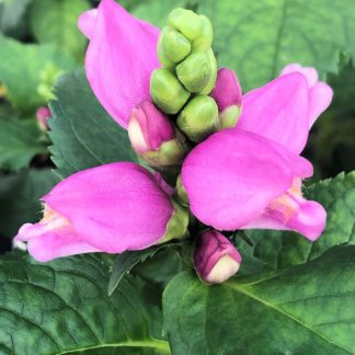 Bright pink bell shaped flowers and light green flower buds surrounded by dark green foliage