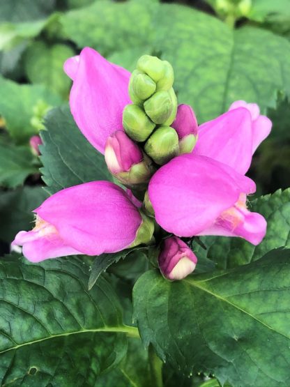 Bright pink bell shaped flowers and light green flower buds surrounded by dark green foliage