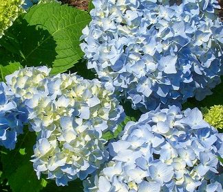 Hydrangea