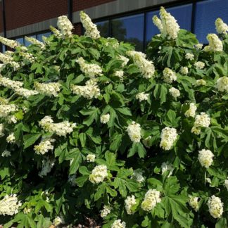 Large shrub with large, white, cone-shaped flowers and big green leaves planted in front of office building