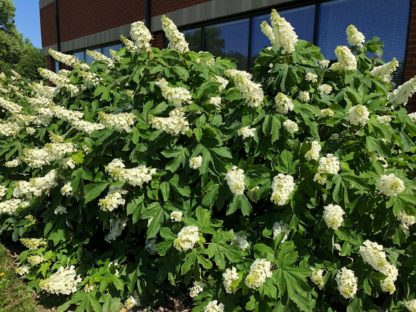 Large shrub with large, white, cone-shaped flowers and big green leaves planted in front of office building