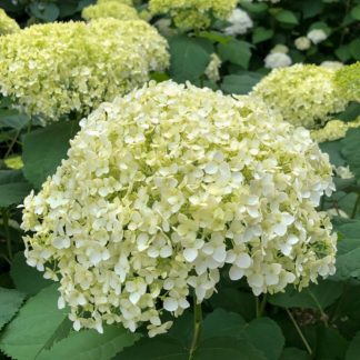 Close-up of lime-green, ball-shaped flower