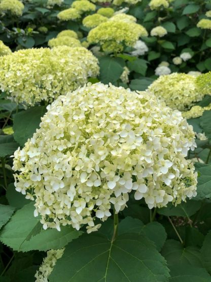 Close-up of lime-green, ball-shaped flower