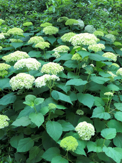 Mature shrub with large green leaves and masses of big, white flowers