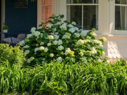 Mature shrub with large green leaves and masses of big, white flowers in garden next to house