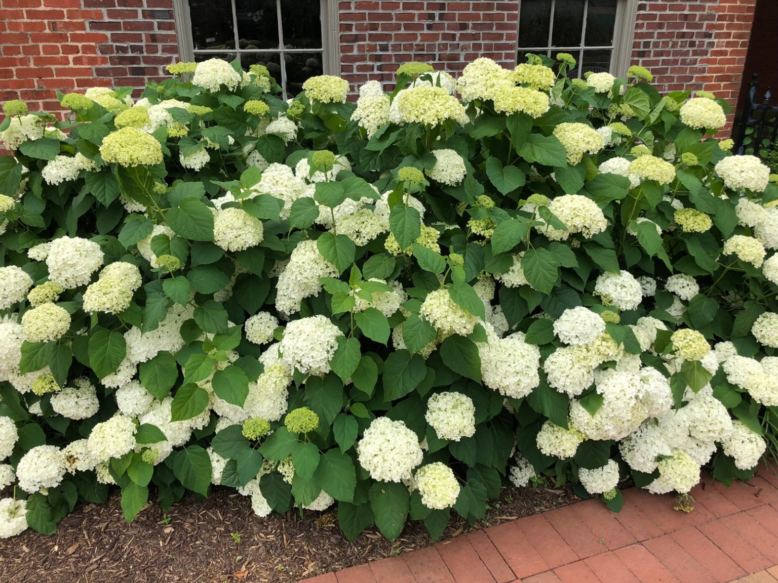 Buy Annabelle Hydrangea Plants Online Stadler Nurseries