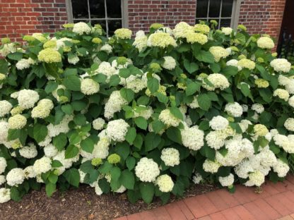 Mature shrub with large green leaves and masses of big, white flowers in garden next to house
