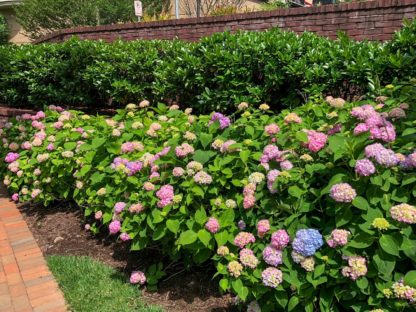 Mature shrub with large green leaves and masses of big, pink and blue flowers in garden next to brick wall