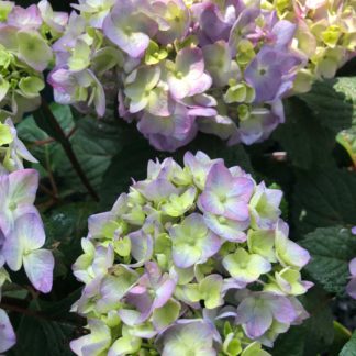 Close-up of bluish-green, ball-shaped flowers