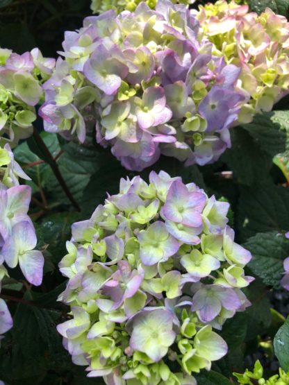 Close-up of bluish-green, ball-shaped flowers