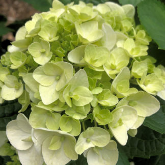 Close-up of lime-green, ball-shaped flower