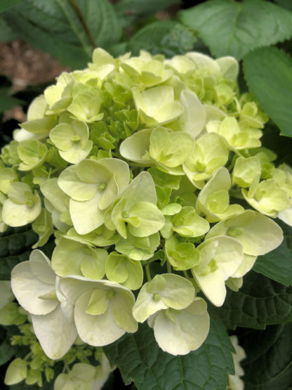 Close-up of lime-green, ball-shaped flower