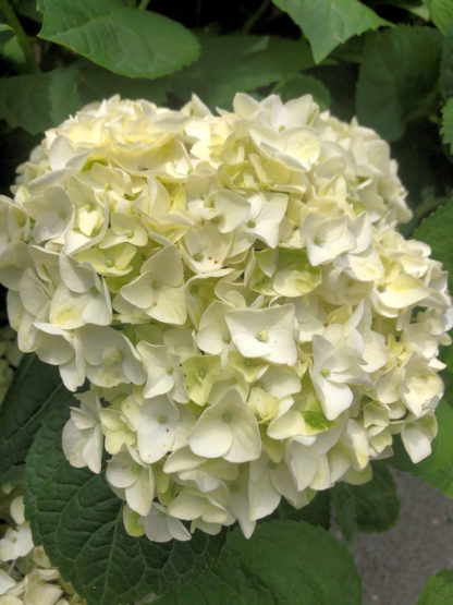 Close-up of large, white, ball-shaped flower