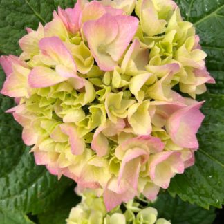 Close-up of pinkish-green, ball-shaped flowers