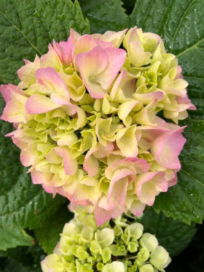 Close-up of pinkish-green, ball-shaped flowers