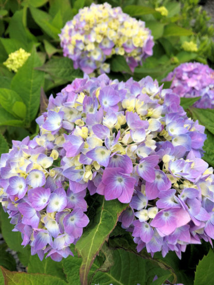 Close-up of large, purplish-blue, ball-shaped flowers and green leaves