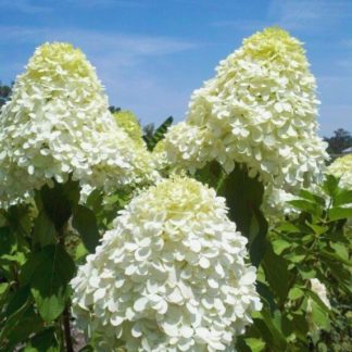 Close-up of large, white, cone-shaped flower and large green leaves and blue sky