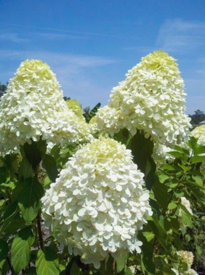 Close-up of large, white, cone-shaped flower and large green leaves and blue sky