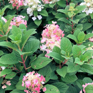 Close-up of large, pink and white, cone-shaped flowers and green leaves