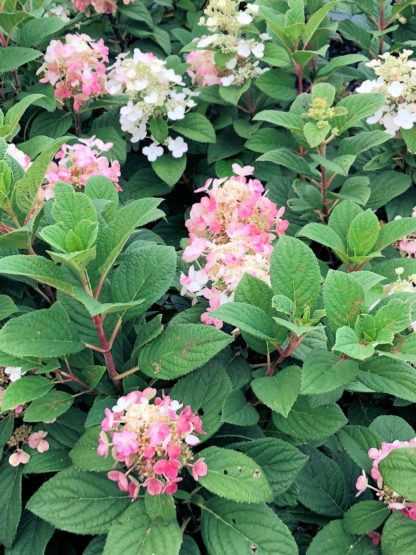 Close-up of large, pink and white, cone-shaped flowers and green leaves